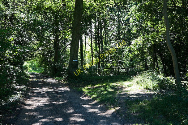 Photo 6"x4" Private track and footpath in Kimbers Copse Wintershill c2007