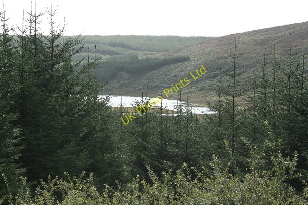 Photo 6"x4" Loch Orodale Through The Trees. Drumlemble c2007