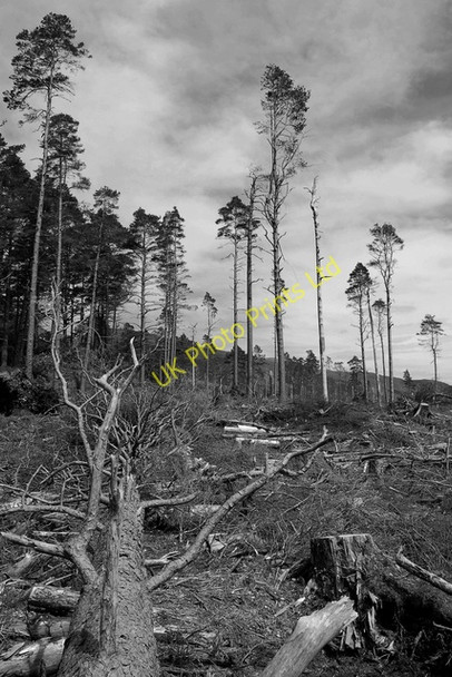 Photo 6"x4" Sentinels at Achnashellach Balnacra c2007