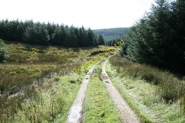 Photo 6"x4" Forestry Road near Killypole. Machrihanish c2007