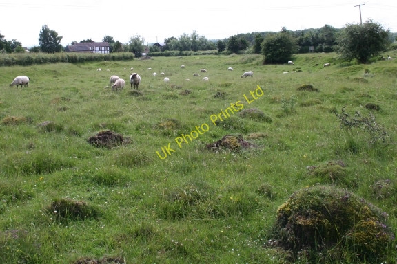 Photo 6"x4" Ant Hills on Combe Green Common, Birtsmorton Birts Street c2007