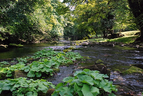 Photo 6"x4" The river Derwent near Calver Calver Sough c2007