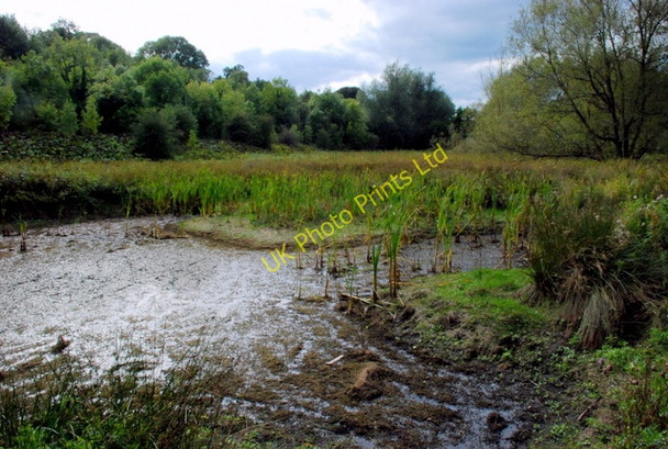 Photo 6"x4" Calver Marshes Nature Reserve Calver Sough c2007