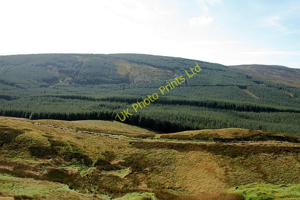 Photo 6"x4" Forestry on the Northern Slopes of The Slate. Machrihanish c2007