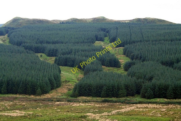 Photo 6"x4" Killypole Forest. Machrihanish c2007