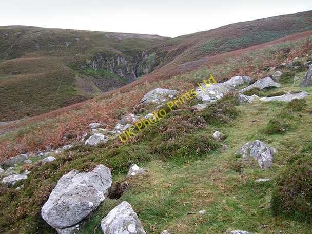 Photo 6"x4" White Force from Birk Rigg Forest-in-Teesdale c2007