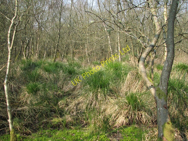 Photo 6"x4" Crymlyn Bog Ty-draw\/SS6894 c2007