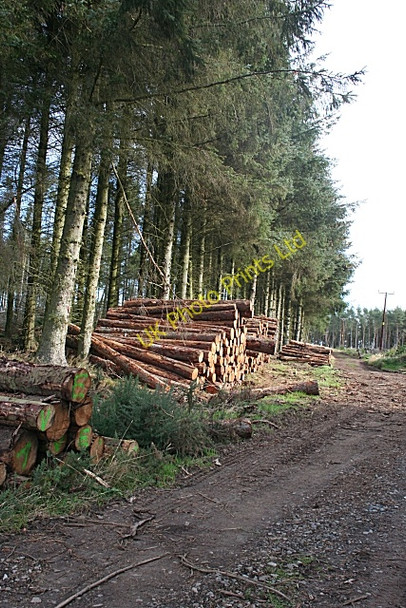 Photo 6"x4" Rappla Wood Inverythan c2007