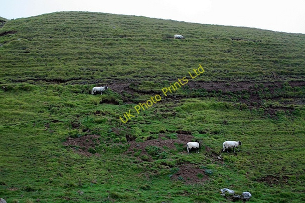 Photo 6"x4" Sheep in Bull Scar. Conistone c2007