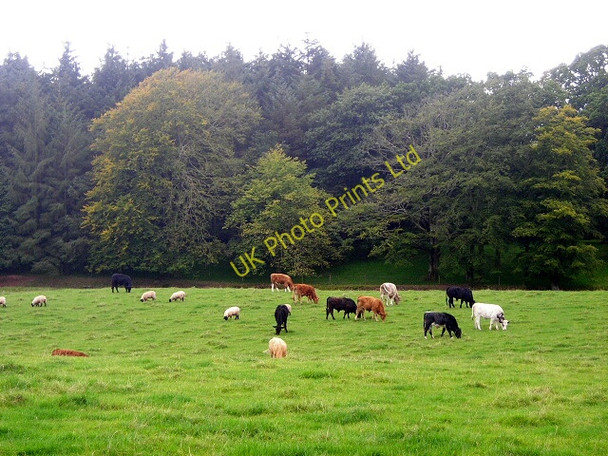 Photo 6"x4" Cattle and Sheep Near Birset Brocklehirst c2007