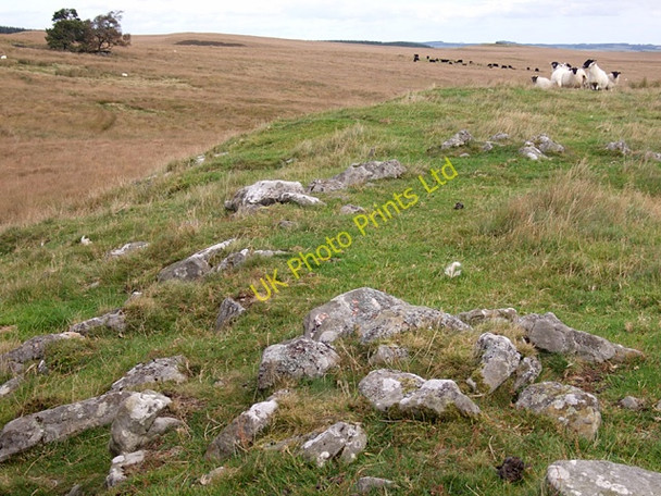 Photo 6"x4" On Harraway Hills, Haughton Common Stonehaugh c2007