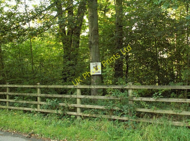 Photo 6"x4" Watch out for red squirrels, Crofthead Wood Netherby\/NY3971 c2007