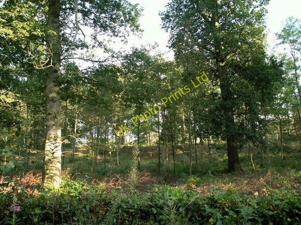 Photo 6"x4" Slackbraes Wood Netherby\/NY3971 c2007