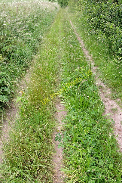 Photo 6"x4" Surface of byway along eastern edge of Porton MoD danger area Over Wallop c2007
