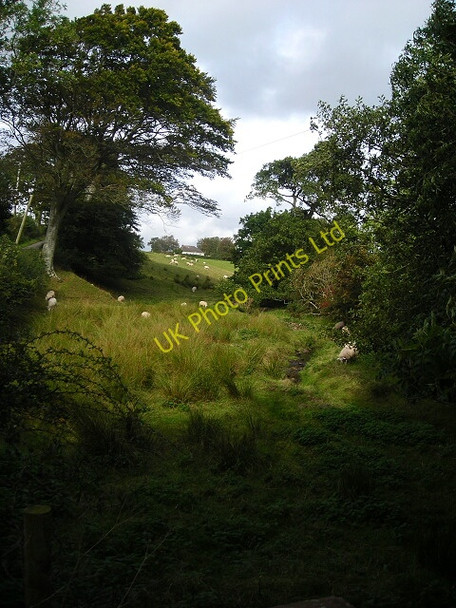 Photo 6"x4" Sheep Grazing by Pow Water Carrutherstown c2007