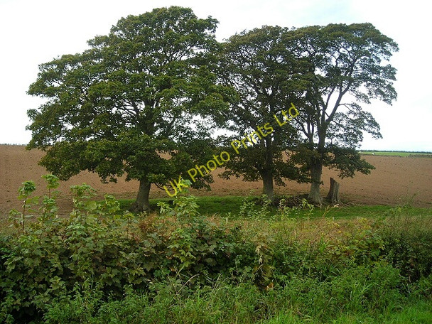 Photo 6"x4" Trees in Ploughed Field below Ward Law Bankend\/NY0268 c2007