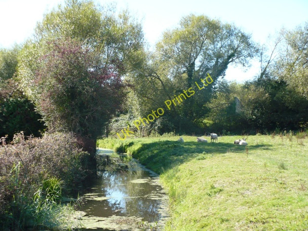 Photo 6"x4" Sheep beside a reen Broadstreet Common\/ST3584 c2007