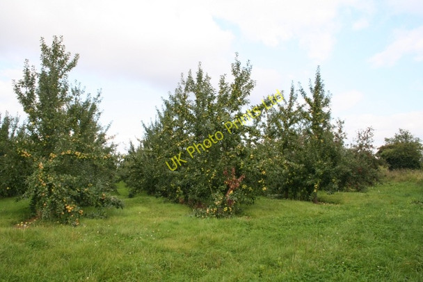 Photo 6"x4" Orchard near Munsley Court Munsley c2007