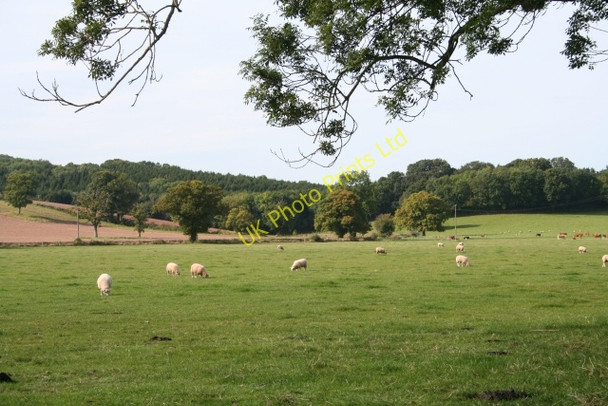 Photo 6"x4" Sheep Pasture Swinmore Common c2007