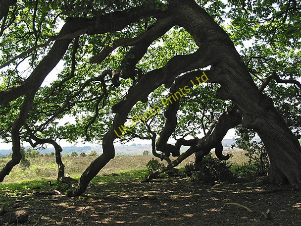 Photo 6"x4" Ramshackle oaks, Stonard Wood, New Forest Stoney Cross c2005