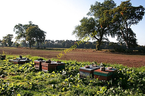 Photo 6"x4" Beehives near Ardovie Brechin c2007