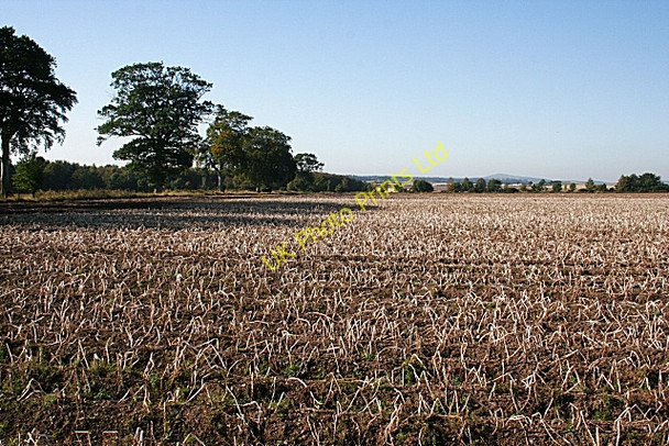 Photo 6"x4" Tattie Field at Middle Drums Brechin c2007