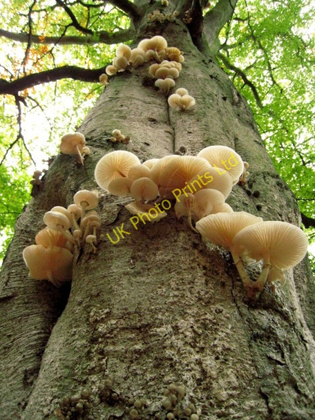Photo 6"x4" Fungal attack! Infested beech tree at Fyvie Castle Fyvie c2007