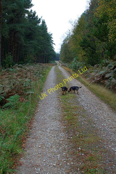 Photo 6"x4" Track in Wheeldale Plantation. Wheeldale Gill c2007 P1