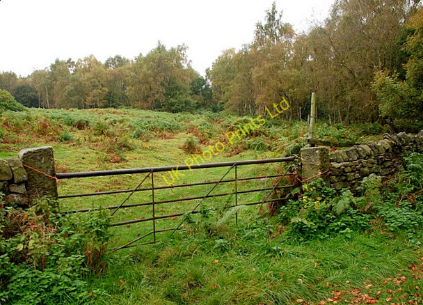 Photo 6"x4" Birch woodland on the edge of Eyam Moor Leam c2007