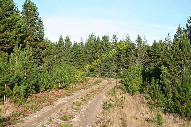 Photo 6"x4" Forest Track Brylach Hill c2007