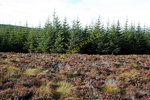 Photo 6"x4" Brylach Hill Bracken Noits c2007 P1