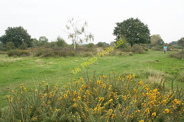 Photo 6"x4" Gorse on Castlemorton Common Marl Bank c2007