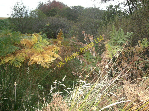 Photo 6"x4" Back to Nature Moor of Granary c2007
