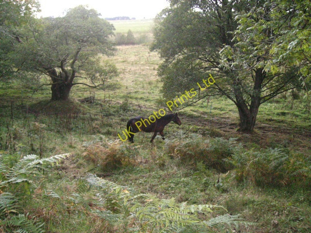 Photo 6"x4" A Horse by Craigmill Moor of Granary c2007