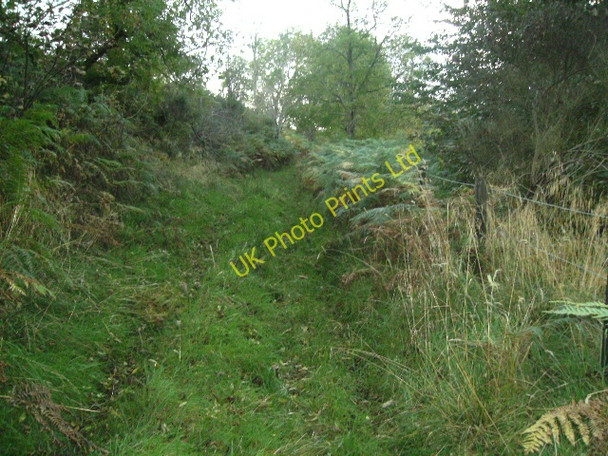 Photo 6"x4" An Overgrown Track Moor of Granary c2007