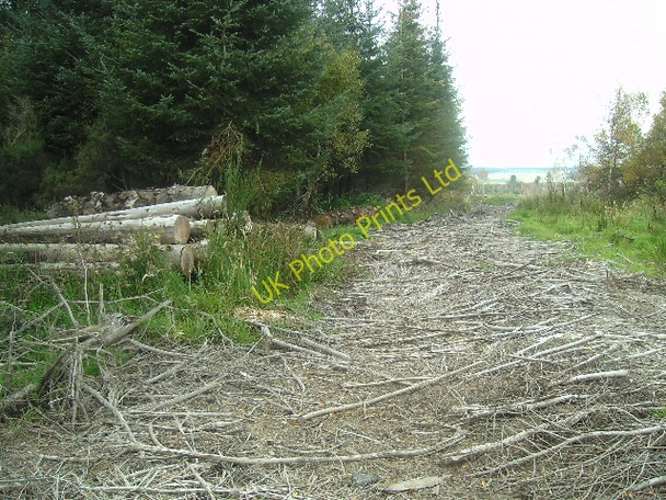 Photo 6"x4" Branches for a  Track Califer c2007