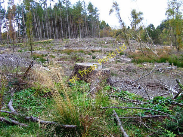 Photo 6"x4" Forest clearing near Westfield Blacktop c2007