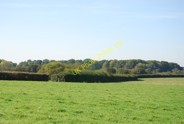 Photo 6"x4" Palemead Coppice Motcombe c2007