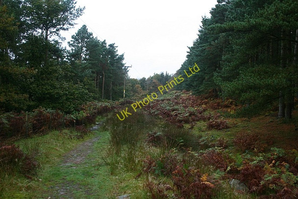 Photo 6"x4" Path Through Woods North of Ashopton. Ashopton c2007