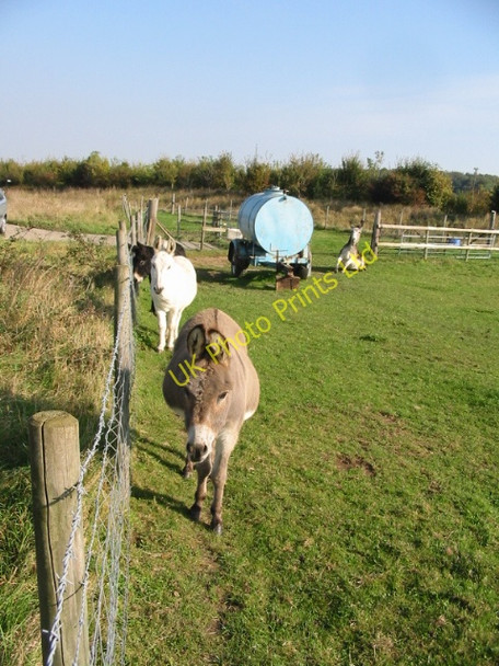Photo 6"x4" Donkeys in a field between the old and new A256 Tilmanstone c2007