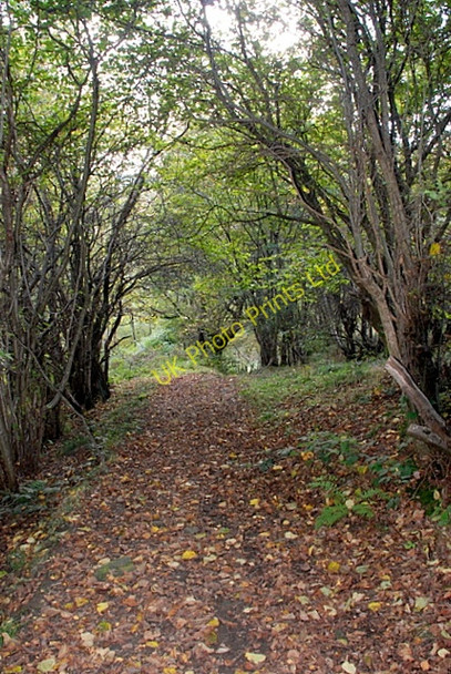 Photo 6"x4" The path down to Stoke Ford Abney c2007