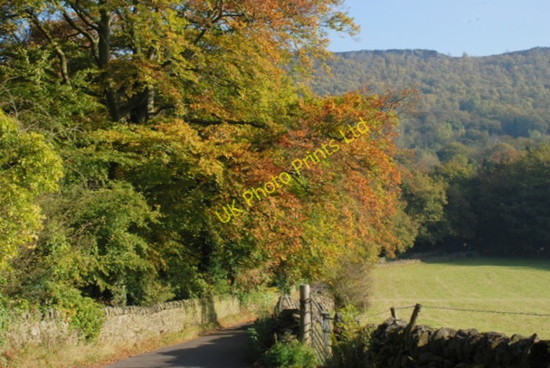 Photo 6"x4" Beech trees at Stoke Hall Froggatt c2007