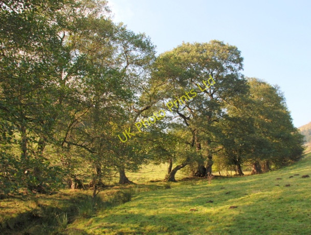 Photo 6"x4" Alder trees in Mag Clough Grindleford c2007