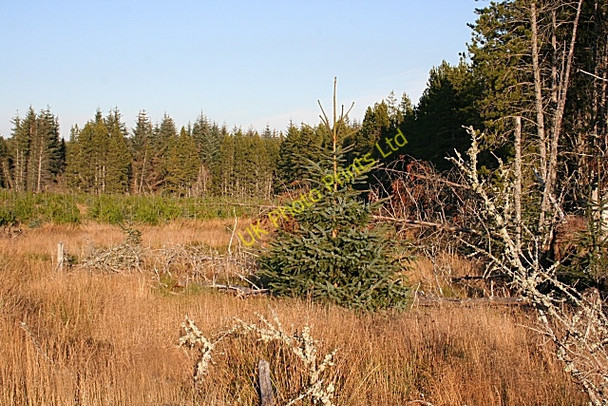 Photo 6"x4" Conifer Plantations Cardhu c2007