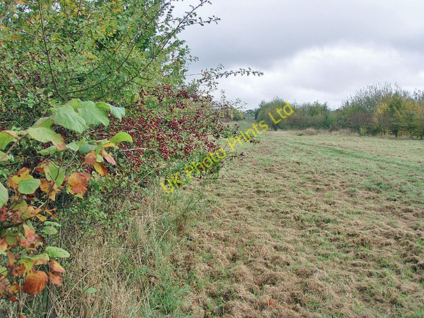 Photo 6"x4" Dean Common: the Wychwood Project Charlbury c2007