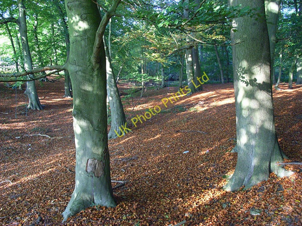 Photo 6"x4" Beech wood, Burchett's Green Burchett's Green c2007