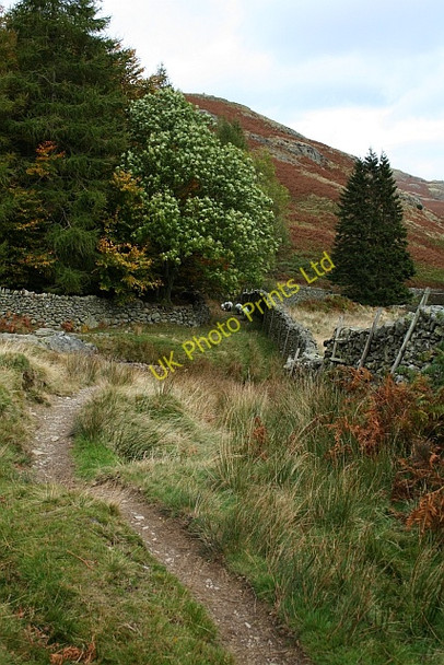 Photo 6"x4" Fleeing Sheep Haweswater Reservoir c2007