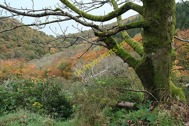 Photo 6"x4" Countisbury: overlooking Coscombe Malmsmead c2007