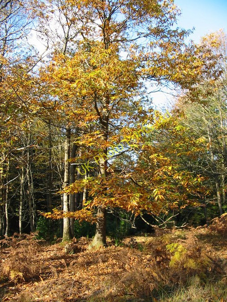 Photo 6"x4" Sweet Chestnut, New Forest, Hampshire. North Oakley Inclosure c2007