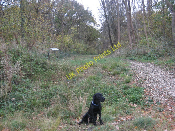 Photo 6"x4" Legbourne Wood Nature Reserve North Reston c2007